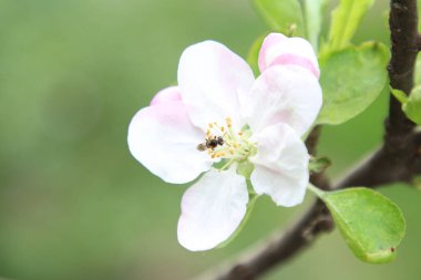 Çiçek açan elma ağacının pembe ve beyaz çiçekleri.