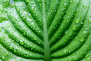 Yağmur damlalarının yakın plan görüntüsü