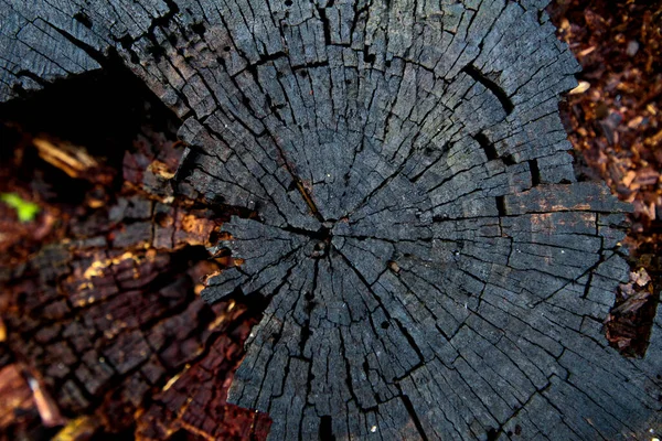 Mörkt Från Tid Till Annan Såg Ett Träd — Stockfoto