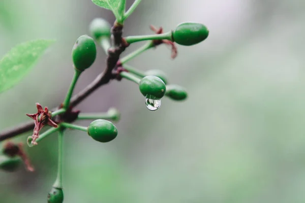 Genç yeşil erik yumurtalığından sarkan yağmur damlaları