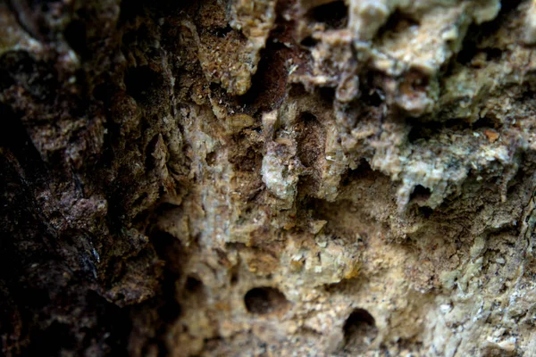 Écorce Vieil Arbre Mangée Par Écorce — Photo