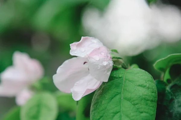 Large Pale Pink Quince Flowers — Stock Photo, Image