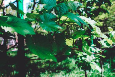 Güneşte üzüm yaprakları