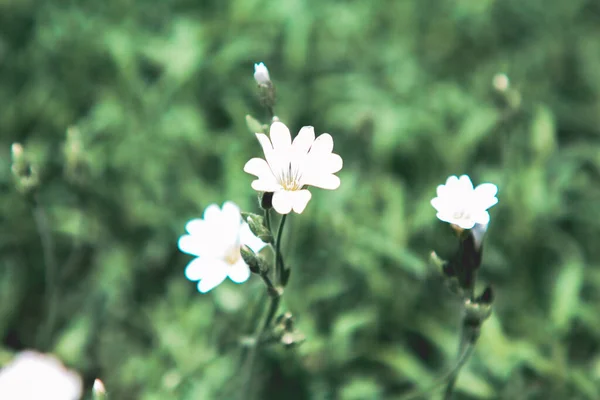 Kleine Weiße Blumen Garten — Stockfoto