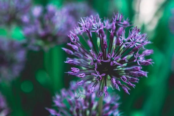 Leylak yabani soğan çiçekleri.