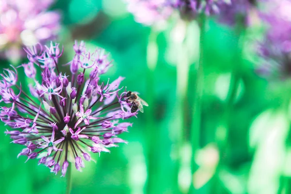 Бджоли Лілакових Квітках Диких Цибулин — стокове фото
