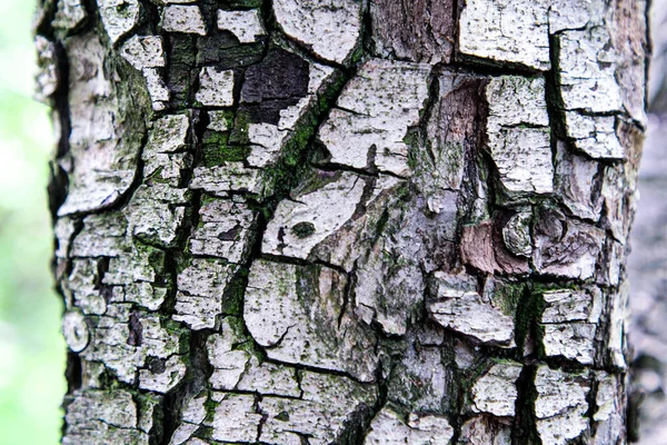 Casca Árvore Áspera Enrugada Close — Fotografia de Stock