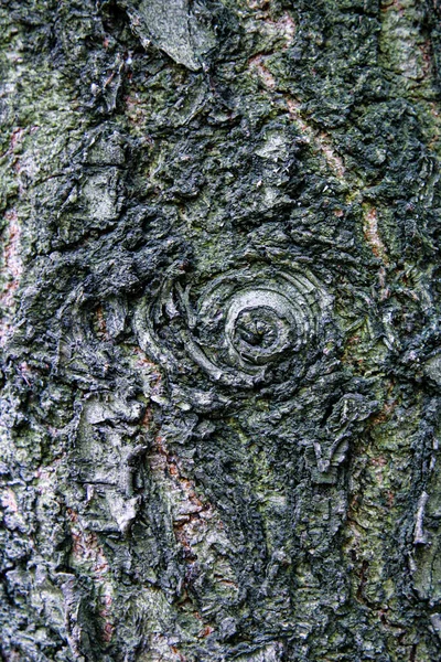 Robusta Arrugada Corteza Árbol Cerca —  Fotos de Stock