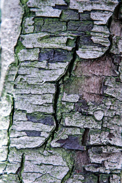 頑丈でしわの多い木の樹皮のクローズアップ — ストック写真