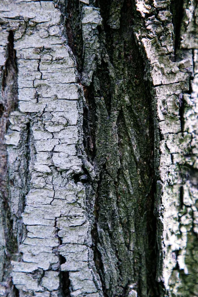 Stryktålig Och Skrynklig Trädbark Närbild — Stockfoto