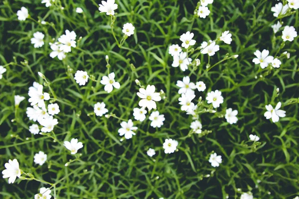 정원에 꽃들로 — 스톡 사진