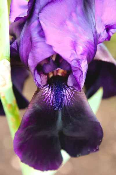 Close-up of a dark purple velvet iris flower
