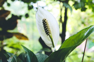 Bahçedeki beyaz kalla benzeri spathiphyllum çiçeği