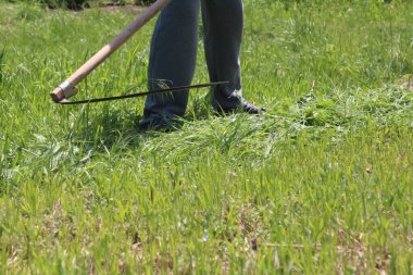 Adam fazladan üzüm koparır.