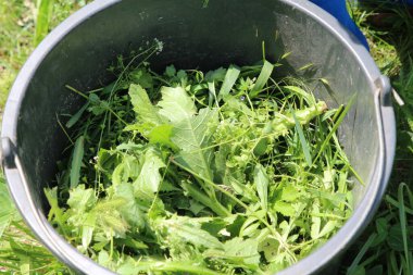 Plastik kovada taze kesilmiş çimenler.