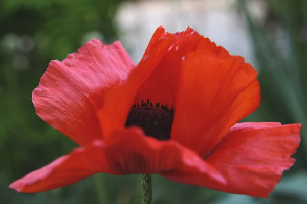 Φωτεινό Κόκκινο Παπαρούνα Closeup Στον Κήπο — Φωτογραφία Αρχείου