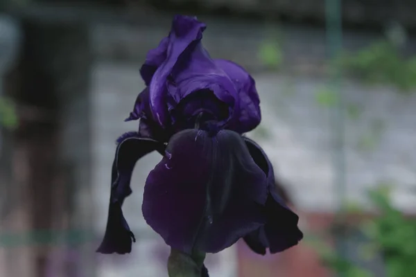 Close Uma Flor Íris Veludo Roxo Escuro — Fotografia de Stock