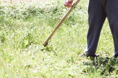 Adam fazladan üzüm koparır.