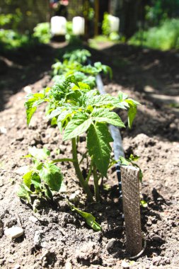 Bahçede domates tohumu ve hortum sulama sistemi
