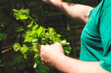 Adam fazladan üzüm koparır.