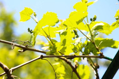 Mavi gökyüzüne karşı üzüm yaprakları