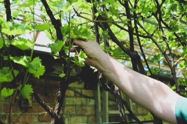 Adam fazladan üzüm koparır.