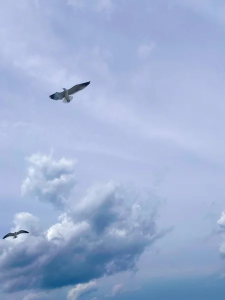 Varadero Cuba Fevereiro 2020 Gaivotas Voam Sobre Mar Praia — Fotografia de Stock