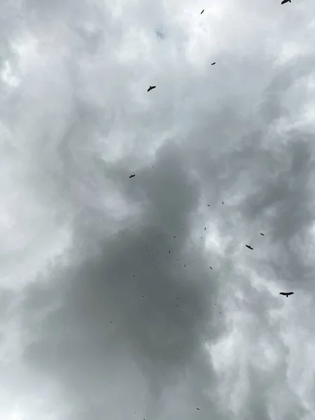 Varadero Cuba Février 2020 Les Mouettes Survolent Mer Sur Plage — Photo