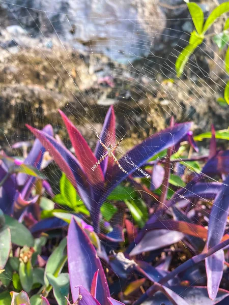 Pavouk Pavučině Fialovém Květu — Stock fotografie