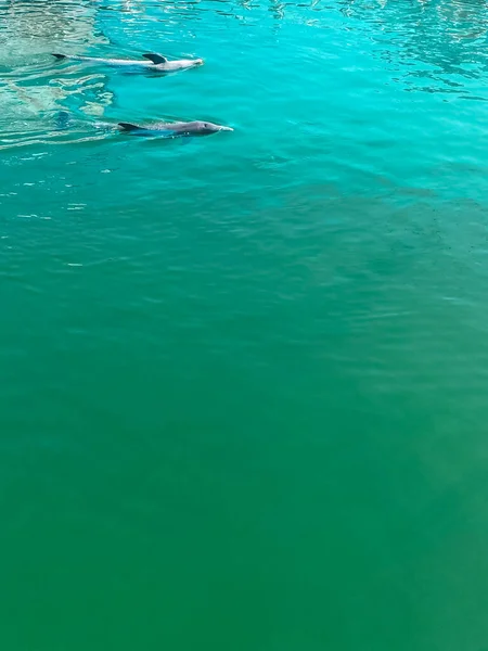 Dolphins Frolic Clear Green Water — Stock Photo, Image