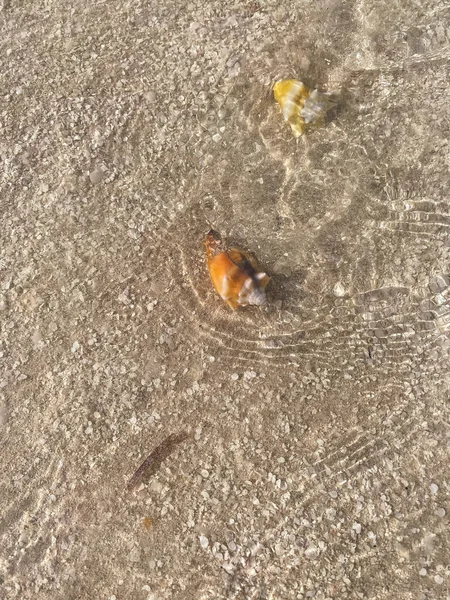 Areia Mar Com Conchas Sob Água Limpa — Fotografia de Stock