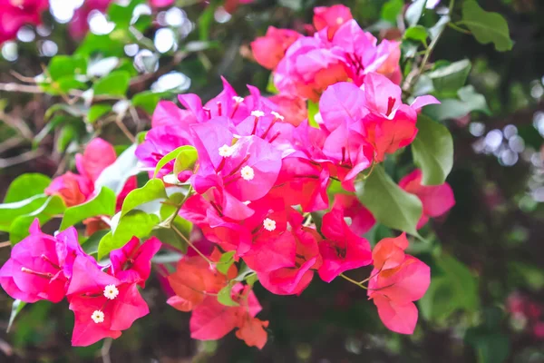 Bright Pink Tropical Flowers Tree Branch — Stock Photo, Image