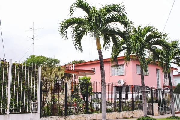 Havana Kuba Únor 2020 Palmy Ulici Vedle Růžového Domu Havaně — Stock fotografie