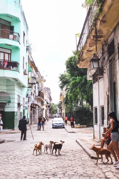 Havanna Kuba 2020 Február Szűk Utcák Turistákkal — Stock Fotó