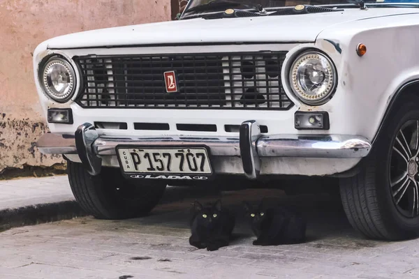 Havana Kuba Únor 2020 Dvě Černé Kočky Sedí Pod Autem — Stock fotografie
