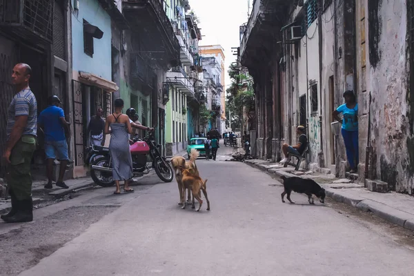 キューバ ハバナ2020年2月 古いハバナの街でのキューバ人の日常 路上で戯れる犬 — ストック写真