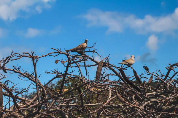 Pombos Estão Sentados Galhos Árvores Emaranhadas — Fotografia de Stock