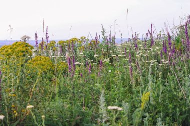 Bitkilerin arasında mor adaçayı çiçekleri ve tarlada çiçekler