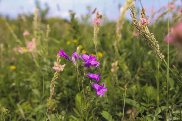 Фіолетові Дикі Квіти Фоні Зеленої Трави Інших Квітів — стокове фото