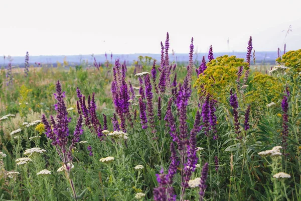Bitkilerin arasında mor adaçayı çiçekleri ve tarlada çiçekler