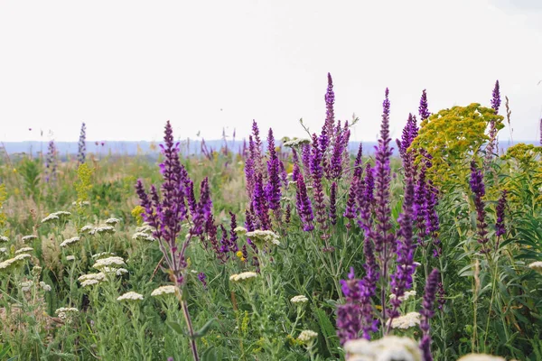 Bitkilerin arasında mor adaçayı çiçekleri ve tarlada çiçekler