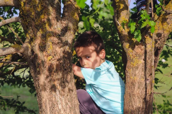 Menino Subiu Uma Árvore Senta Galho — Fotografia de Stock