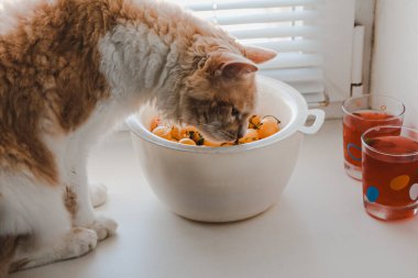 Perma cinsinden dalgalı saçlı beyaz bir kedi pencere kenarında oturur ve sarı bir kiraz çiğner.