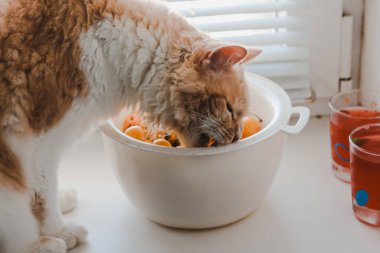 Perma cinsinden dalgalı saçlı beyaz bir kedi pencere kenarında oturur ve sarı bir kiraz çiğner.