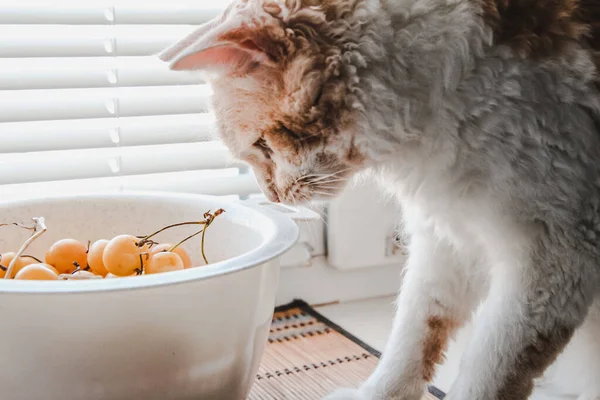Perma cinsinden dalgalı saçlı beyaz bir kedi pencere kenarında oturur ve sarı bir kiraz çiğner.