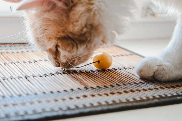 Perma cinsinden dalgalı saçlı beyaz bir kedi pencere kenarında oturur ve sarı bir kiraz çiğner.
