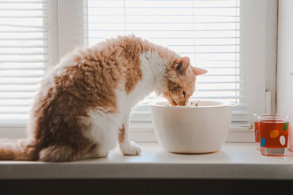 Perma cinsinden dalgalı saçlı beyaz bir kedi pencere kenarında oturur ve sarı bir kiraz çiğner.