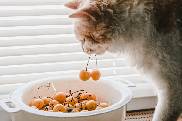 Perma cinsinden dalgalı saçlı beyaz bir kedi pencere kenarında oturur ve sarı bir kiraz çiğner.
