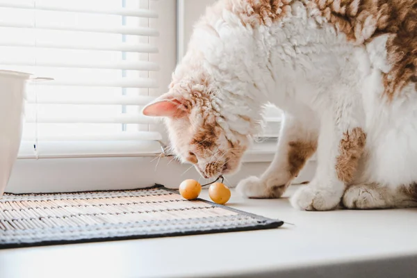 Perma cinsinden dalgalı saçlı beyaz bir kedi pencere kenarında oturur ve sarı bir kiraz çiğner.