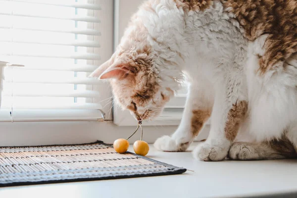 Perma cinsinden dalgalı saçlı beyaz bir kedi pencere kenarında oturur ve sarı bir kiraz çiğner.